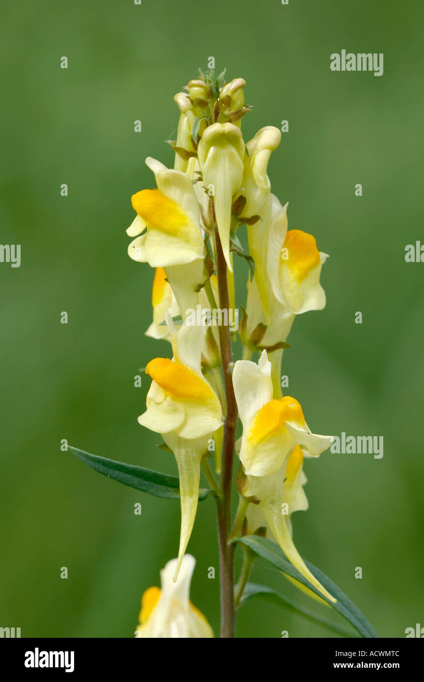 Common Toadflax Stock Photo
