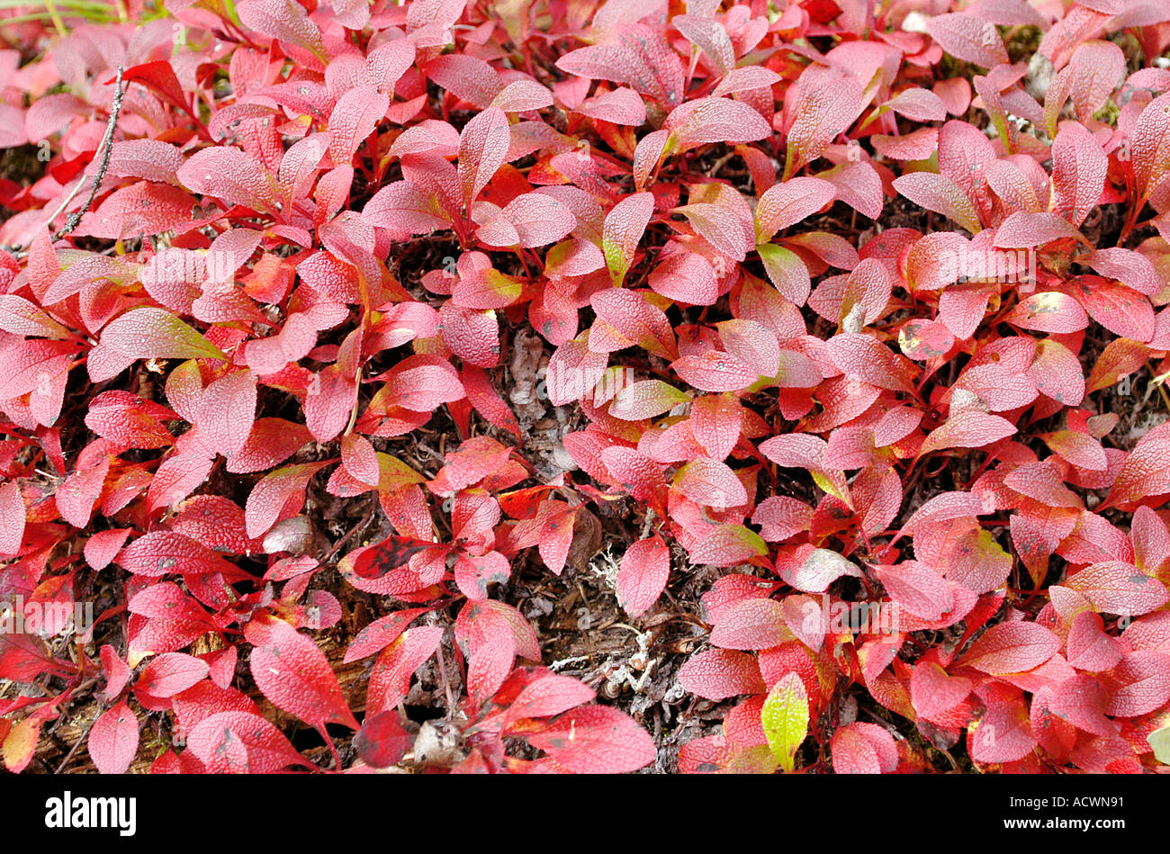 fall colored red blueberry bush Stock Photo Alamy