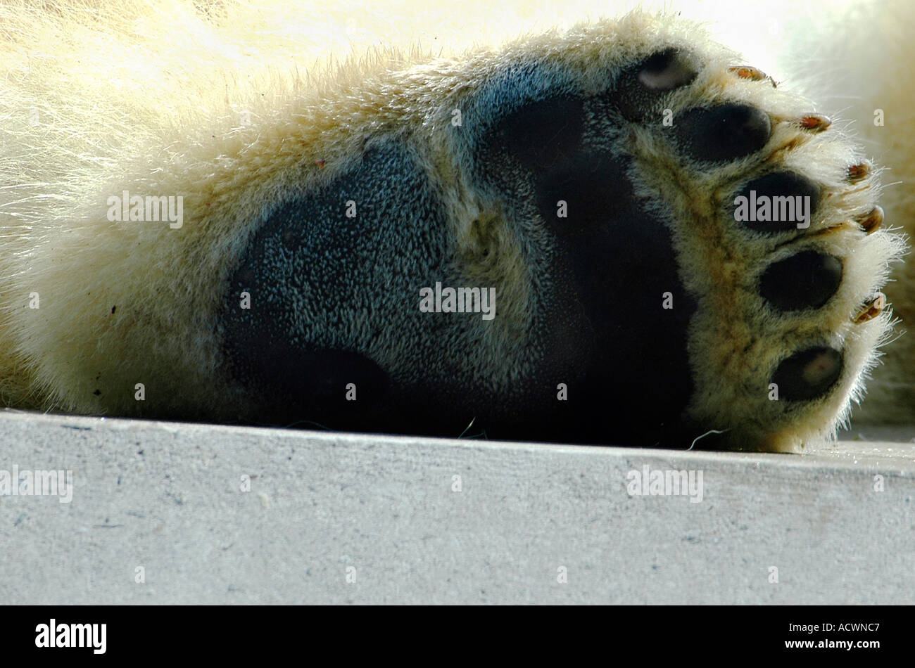 Bear soles deals