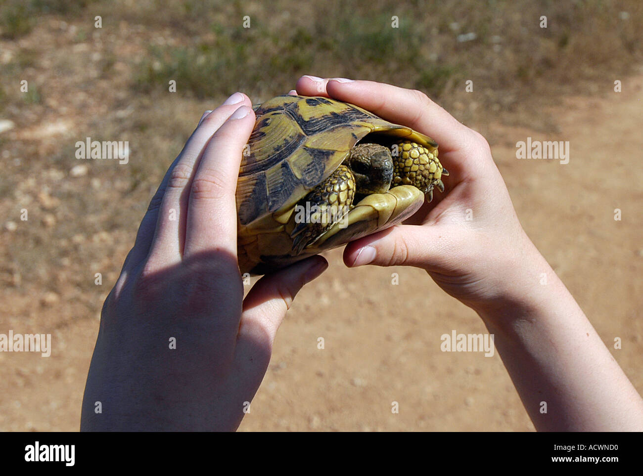 Kind hält eine Schildkröte in den Händen child holding a tortoise in his hands Stock Photo