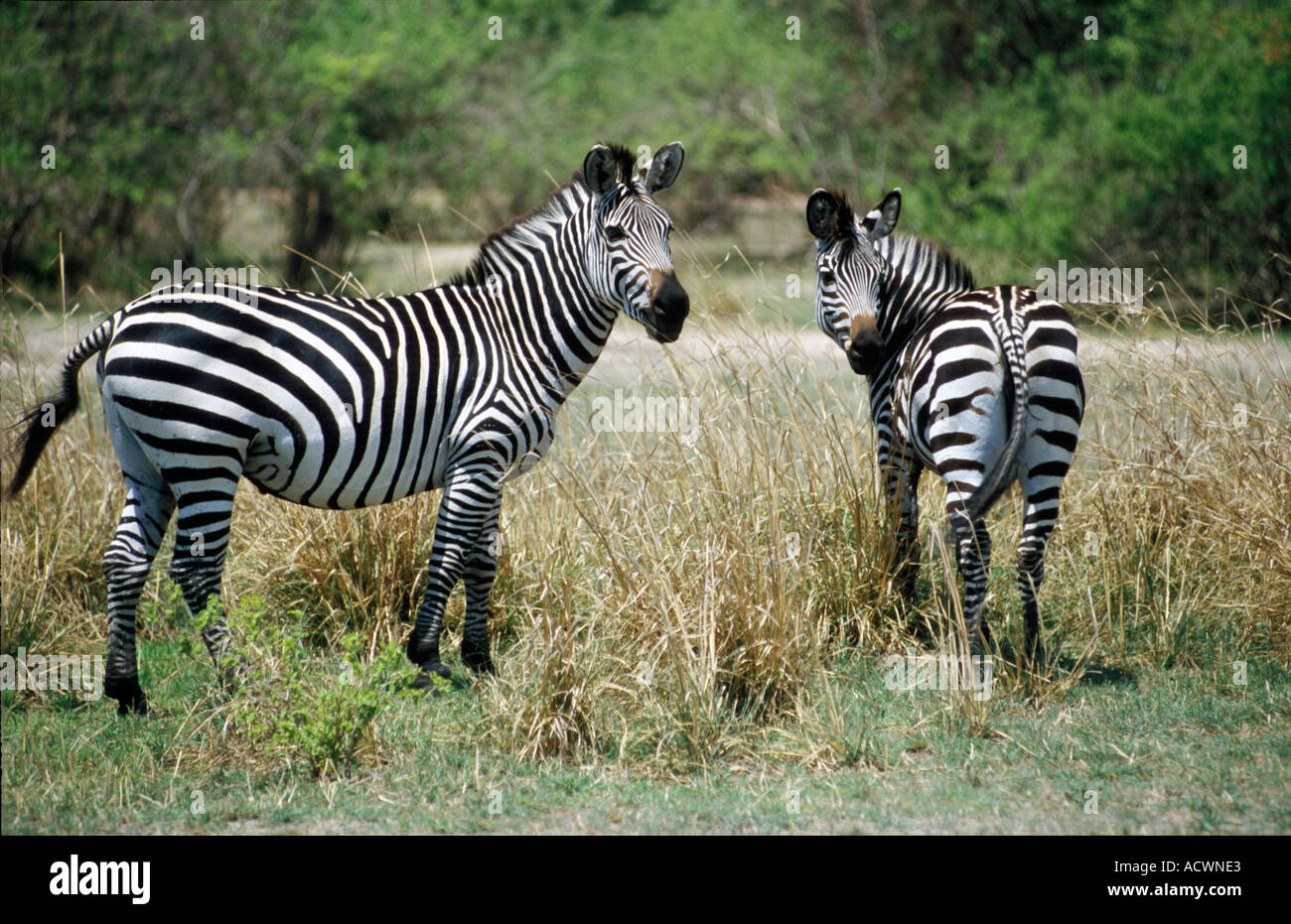 zebras on a meadow in South Luangwa National Park Stock Photo