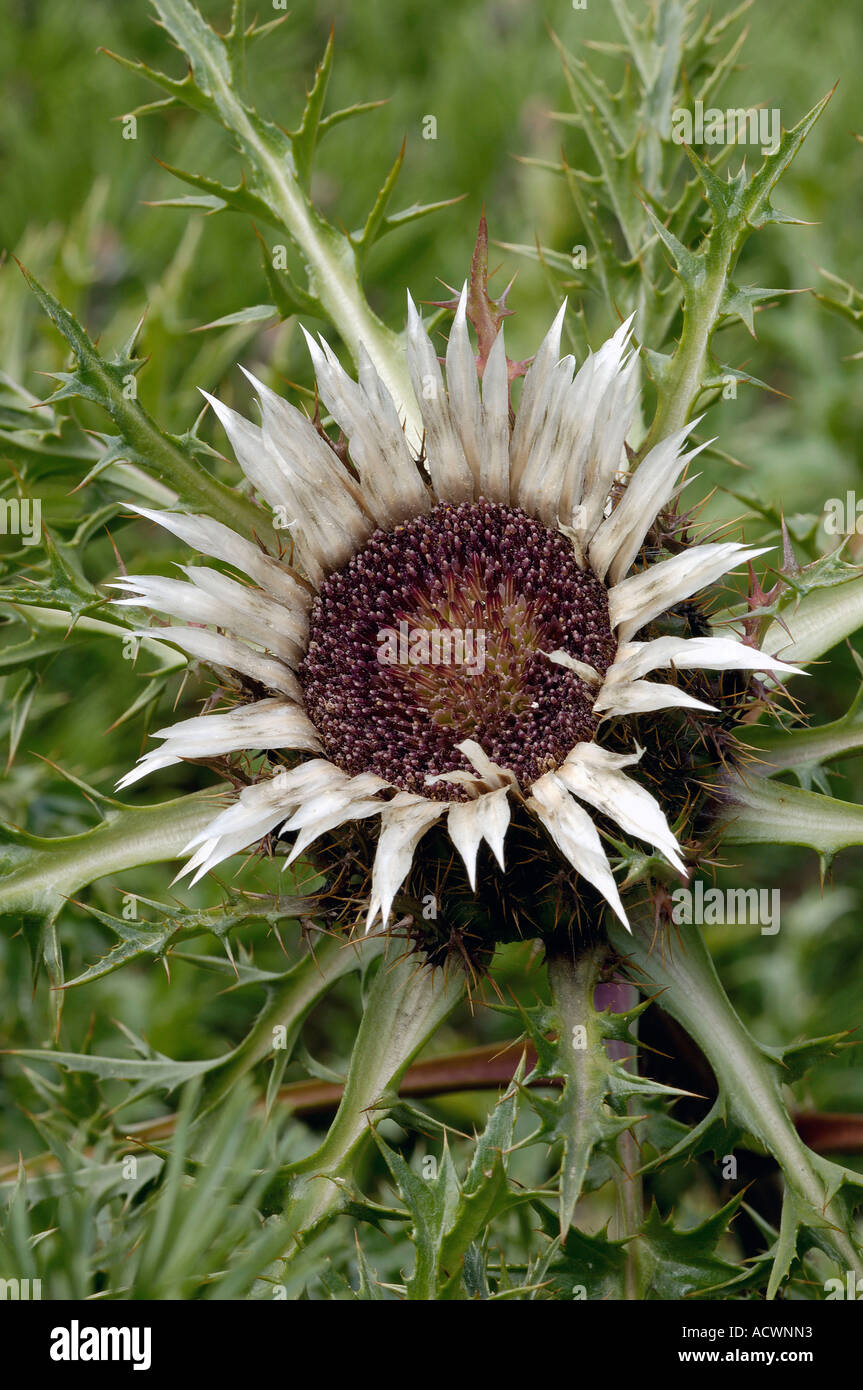 Carline hi-res stock photography and images - Alamy