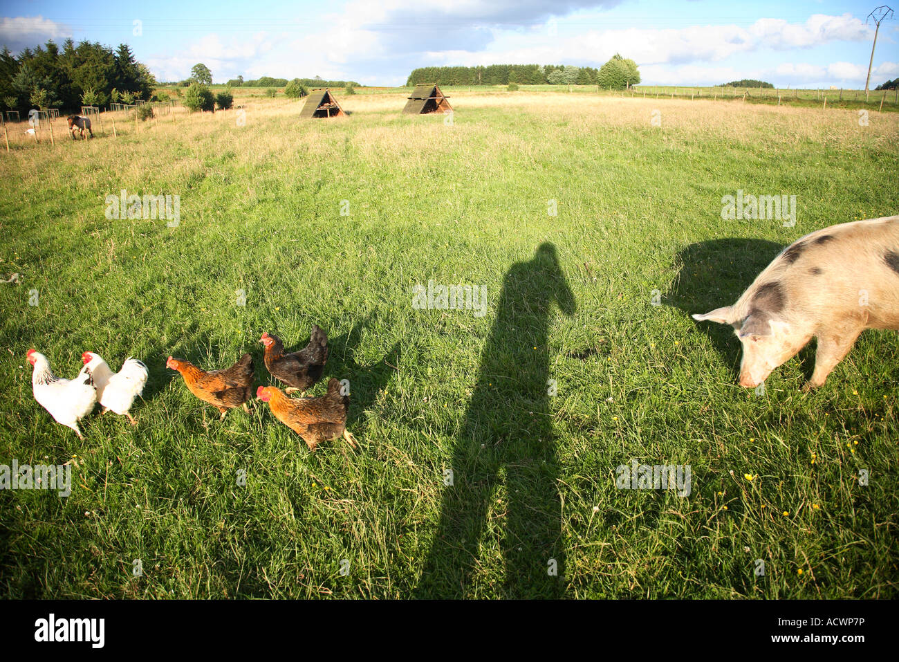 ardennes chicken high resolution stock photography and images alamy