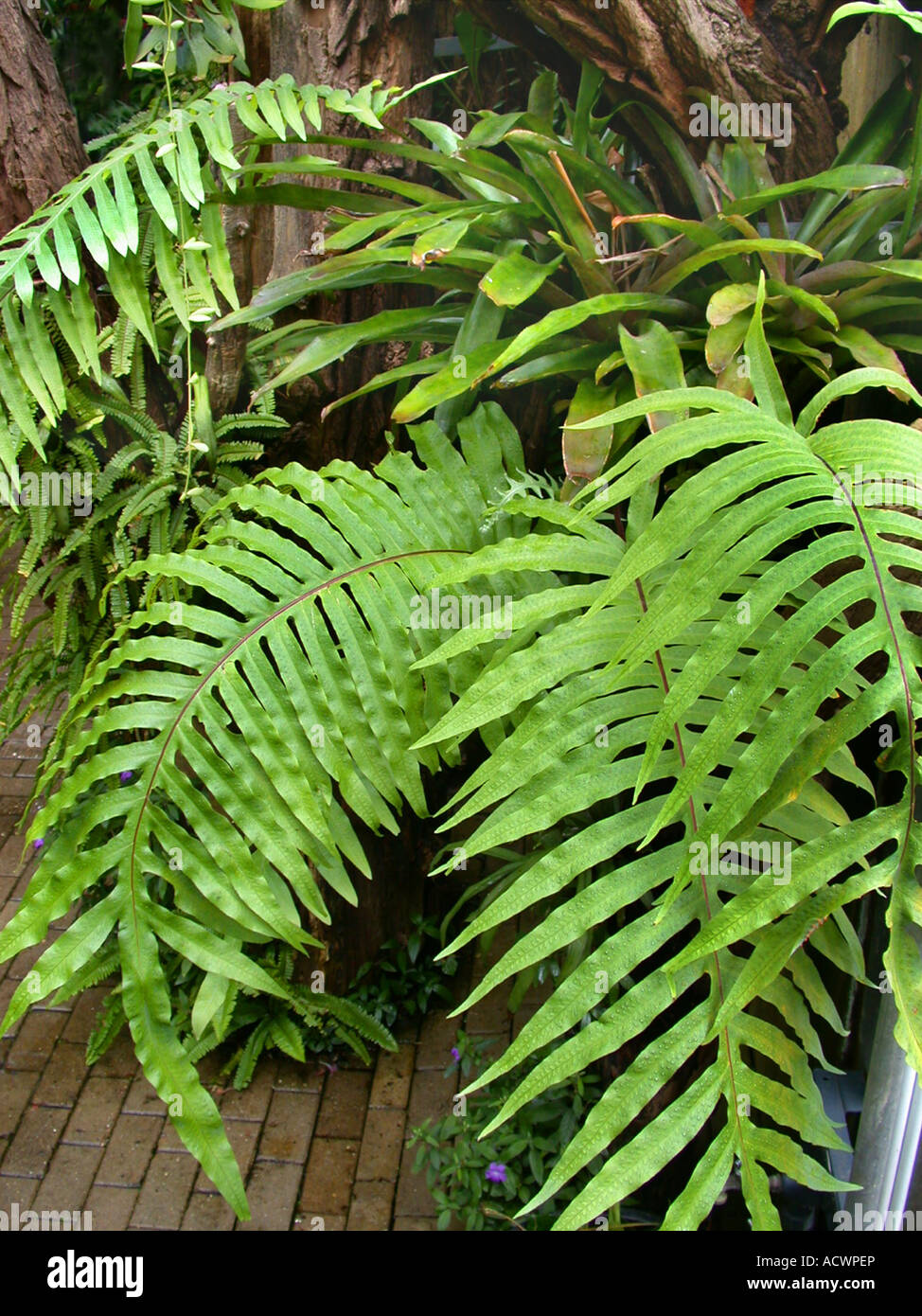 Golden polypody, Golden serpent fern, Cabbage palm fern (Phlebodium aureum, Polypodium aureum), fronds Stock Photo