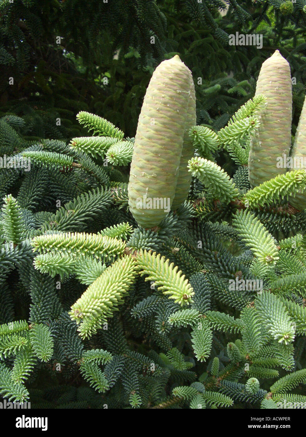 blue Spanish fir (Abies pinsapo 'Glauca', Abies pinsapo Glauca), branch with cones Stock Photo