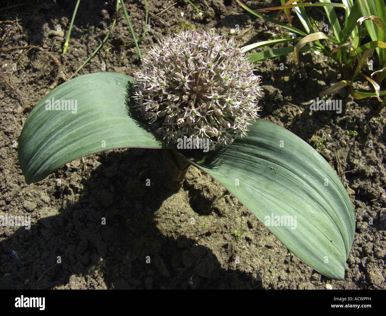 Turkestan Allium (Allium karataviense), blooming Stock Photo