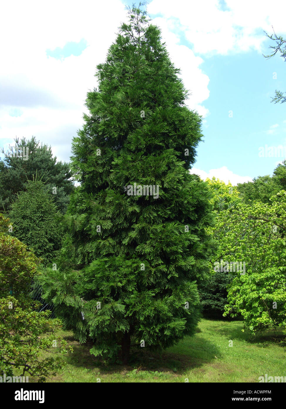 incense cedar, Californian white cedar (Calocedrus decurrens), single