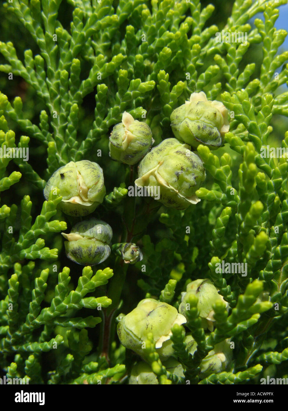 hinoki (Chamaecyparis obtusa 'Gracilis Aurea', Chamaecyparis obtusa Gracilis Aurea), young cones Stock Photo