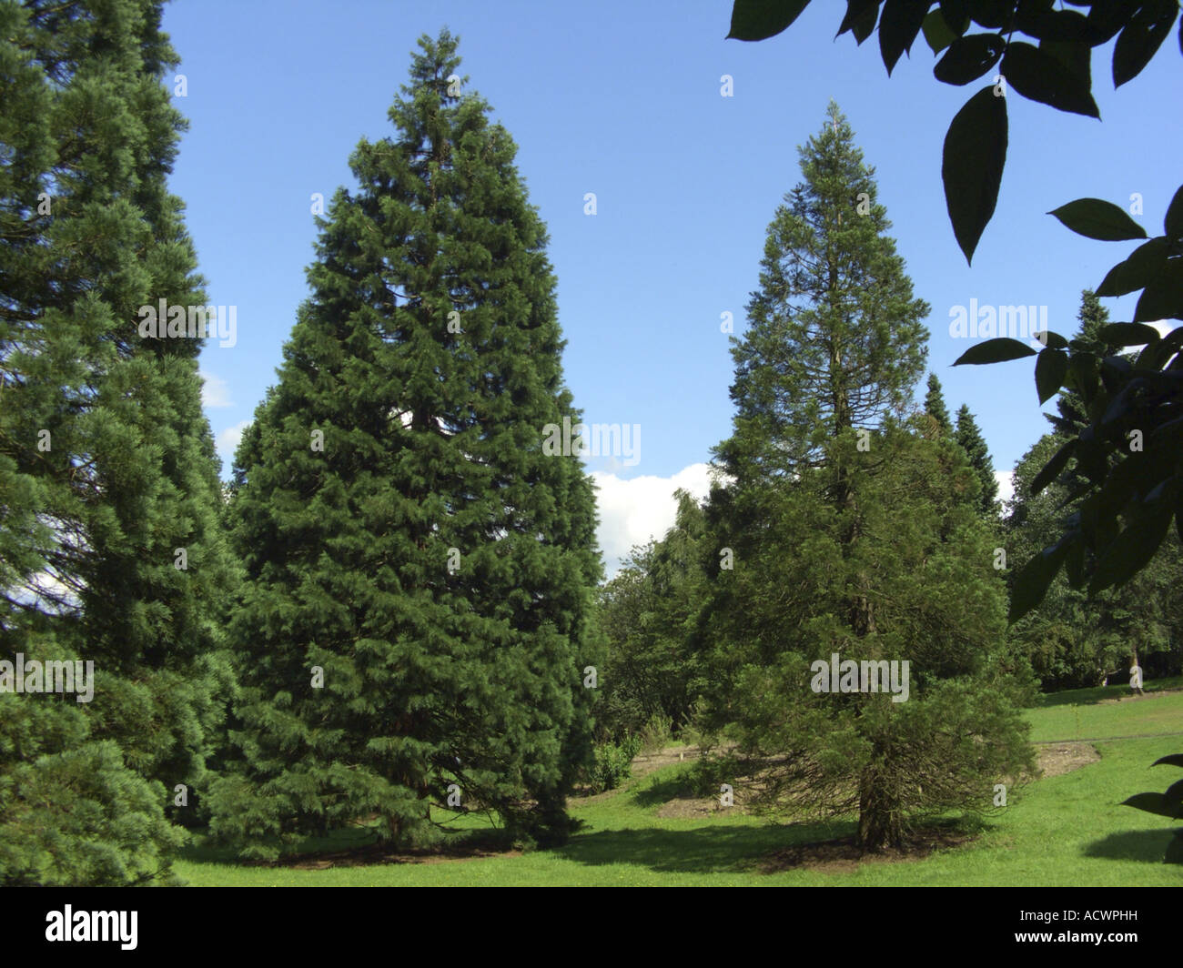 giant sequoia, giant redwood Sequoiadendron giganteum, single trees Stock Photo