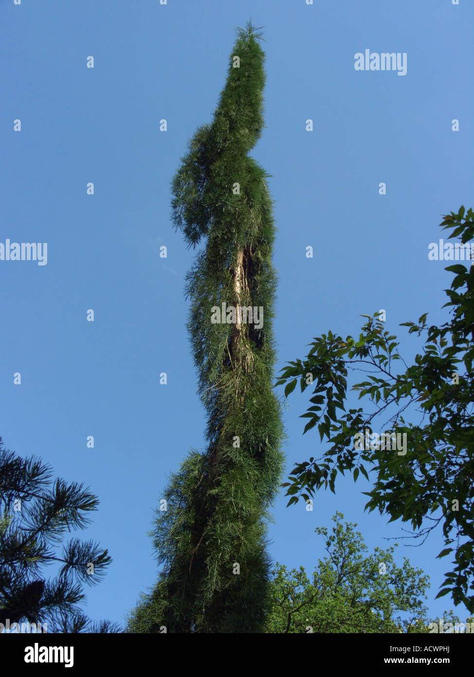 giant sequoia, giant redwood (Sequoiadendron giganteum 'Pendula', Sequoiadendron giganteum Pendula), single trees Stock Photo