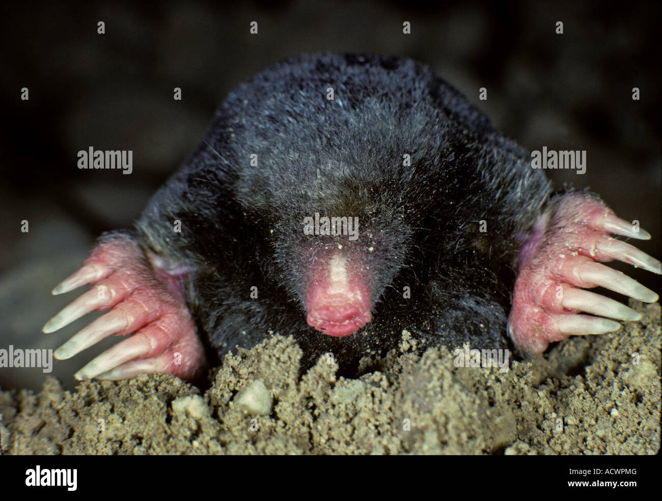 Burrowing mole hi-res stock photography and images - Alamy