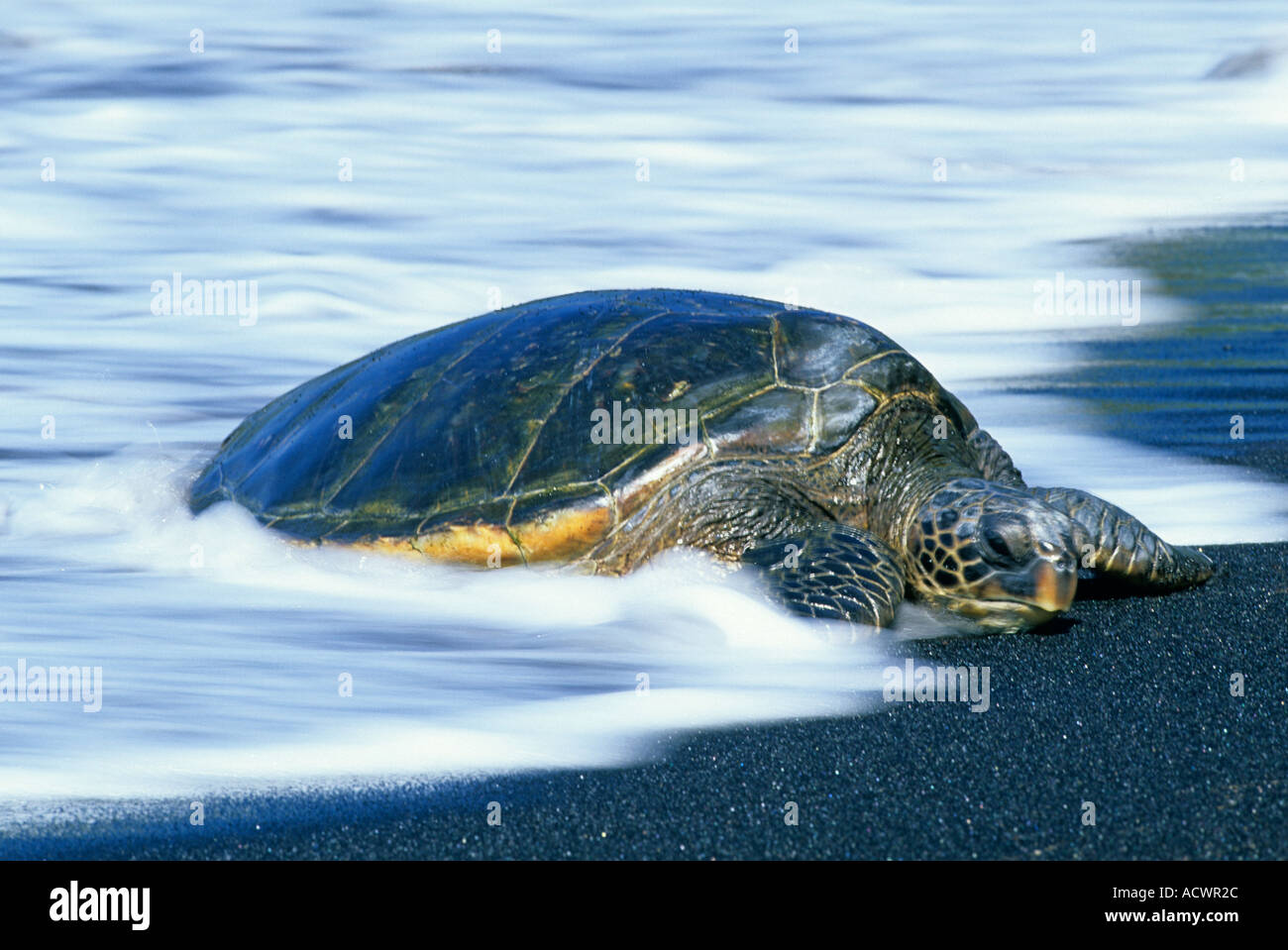 GREEN SEA TURTLE (Chelonia mydas) COMING OUT OF SEA Black Sand Beach HAWAII USA Stock Photo