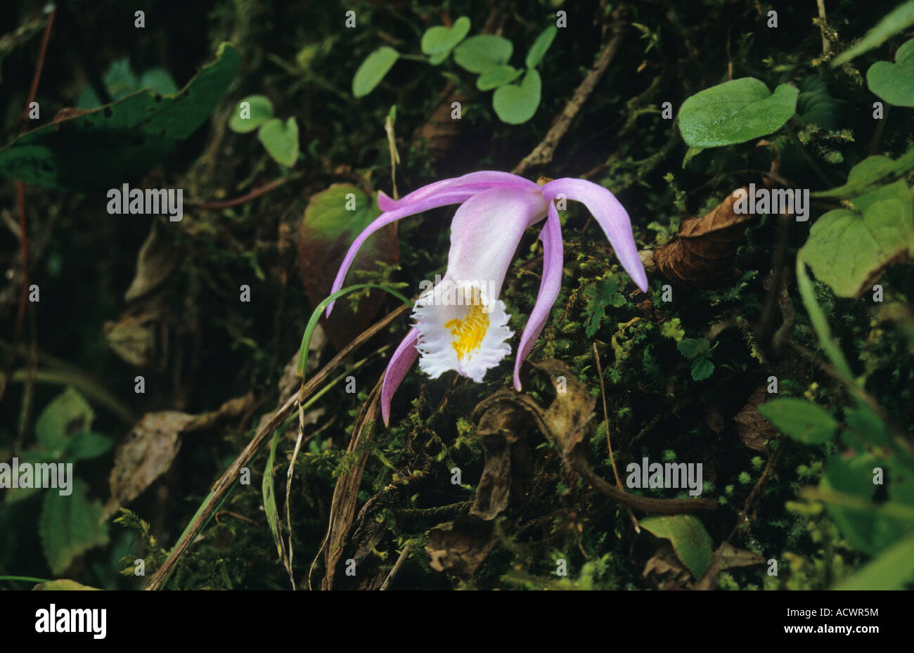 Orchid Pleione praecox flowering on bank Gedu District Southwest Bhutan Stock Photo