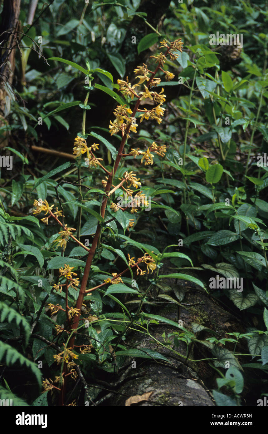 Saprophytic Orchid flowering Vietnam Stock Photo