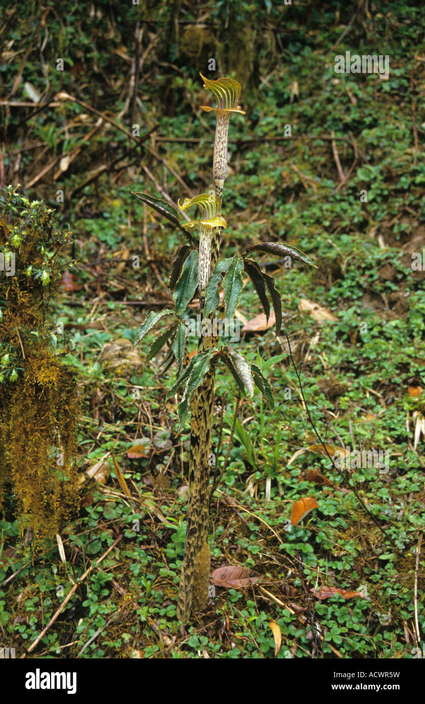 Cobra Lily Arisaema sp growing on slope Pele La West Bhutan Stock Photo