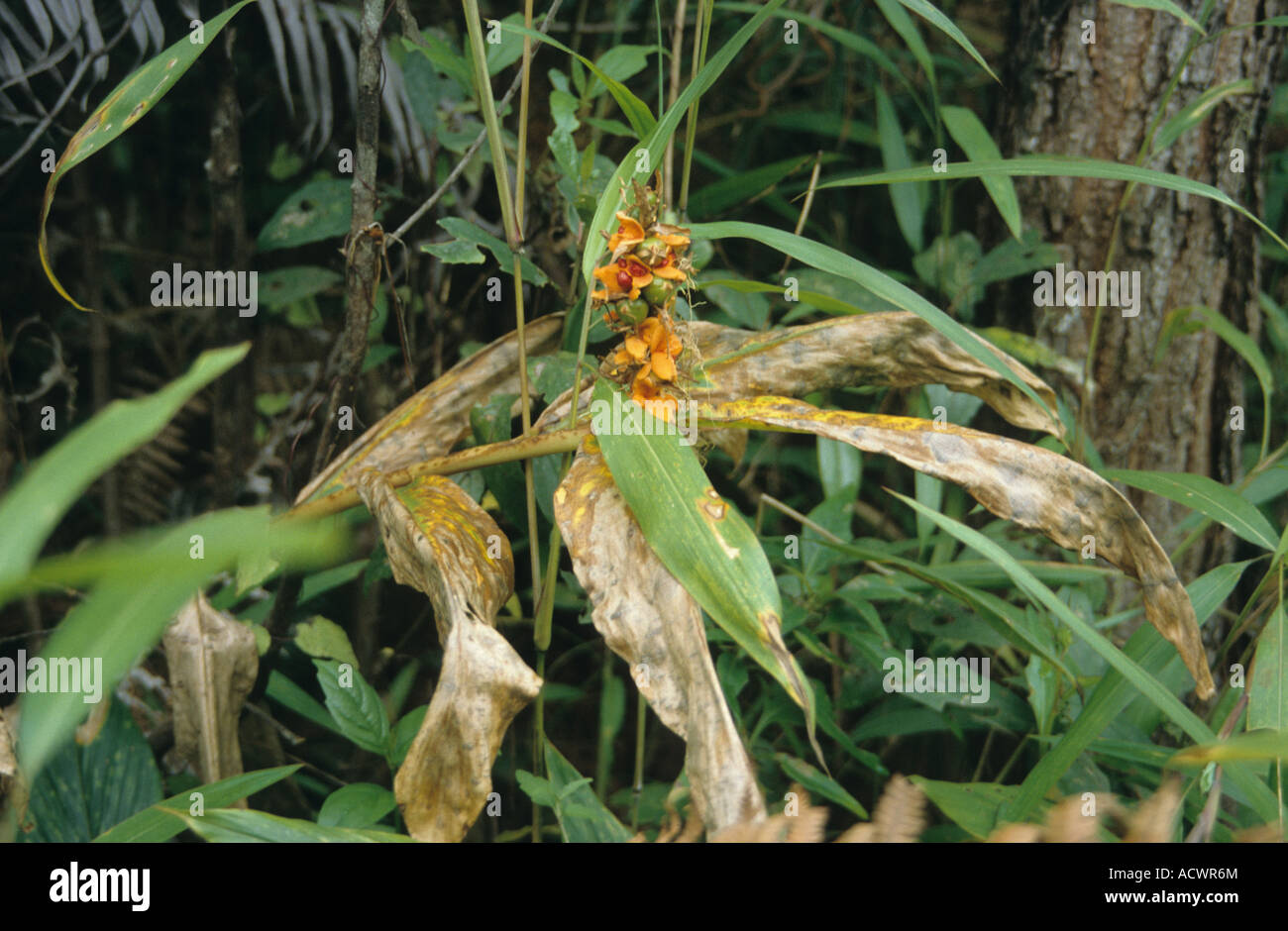 Hedychium Hedychium sp fruiting in Pine Pinus kesiya dry forest Dalat Vietnam Stock Photo