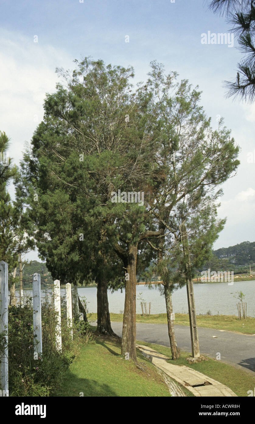 Tasmanian Conifer Callitris rhomboidea habit cultivated at Dalat Vietnam Stock Photo