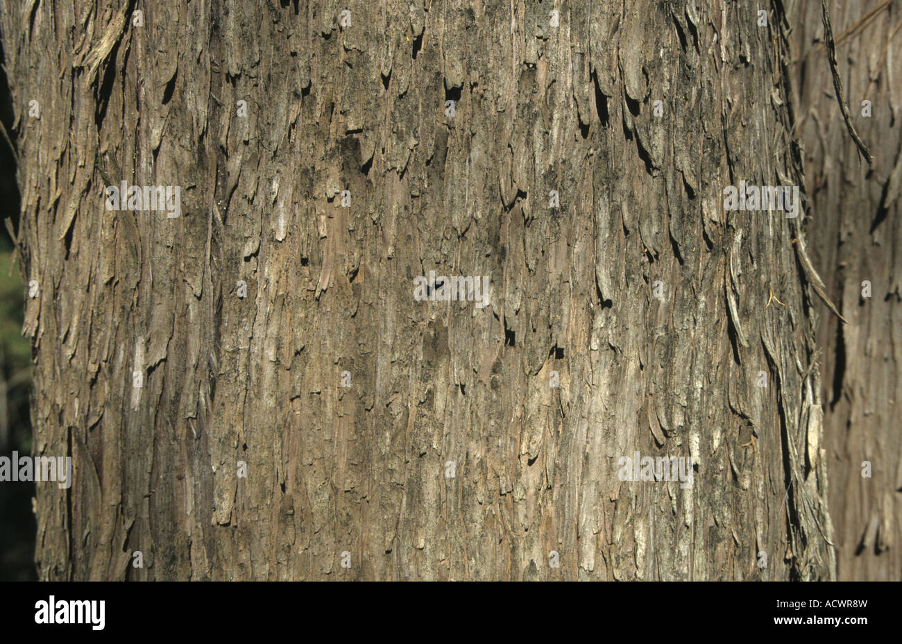 Chinese Cypress Cupressus duclouxiana close up of bark Stock Photo