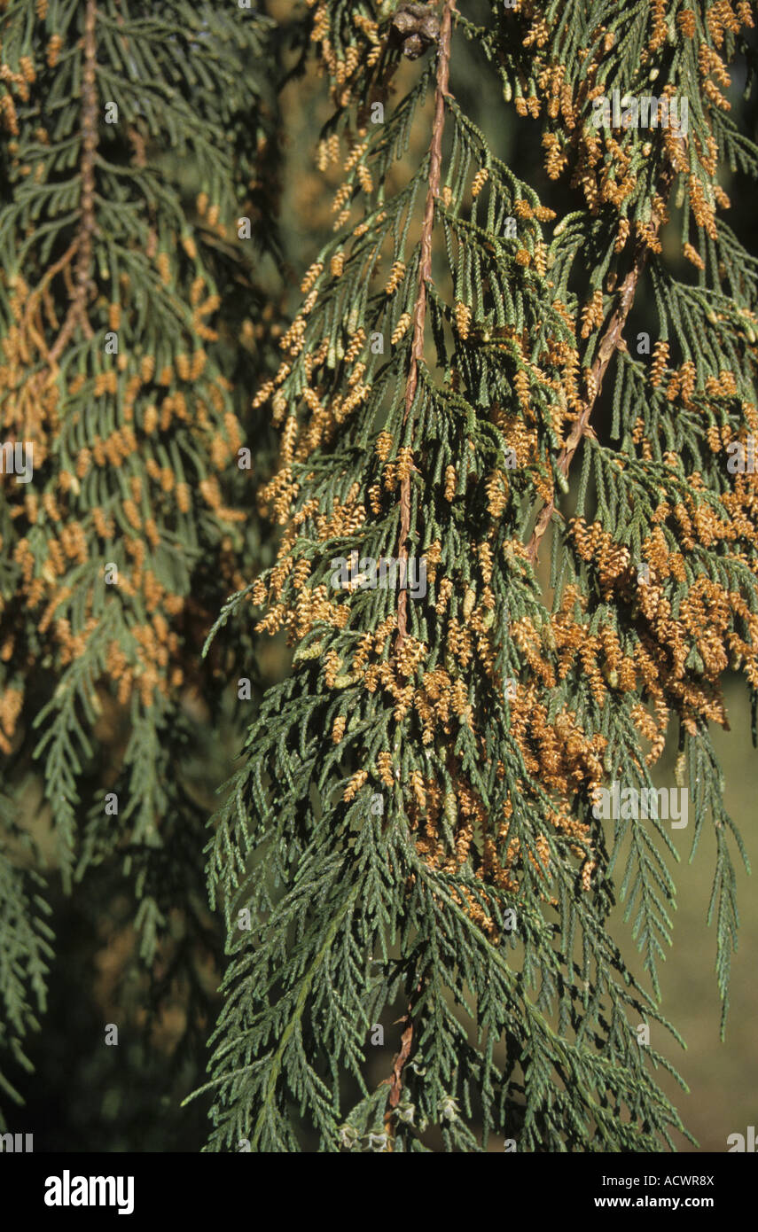 Bhutan Cypress Cupressus cashmiriana pendent foilage with massed male cones Paro Western Bhutan Stock Photo