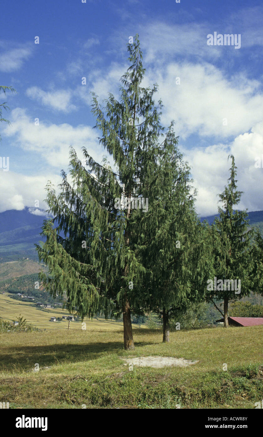 Bhutan Cypress Cupressus cashmiriana habit young tree Paro Western Bhutan Stock Photo