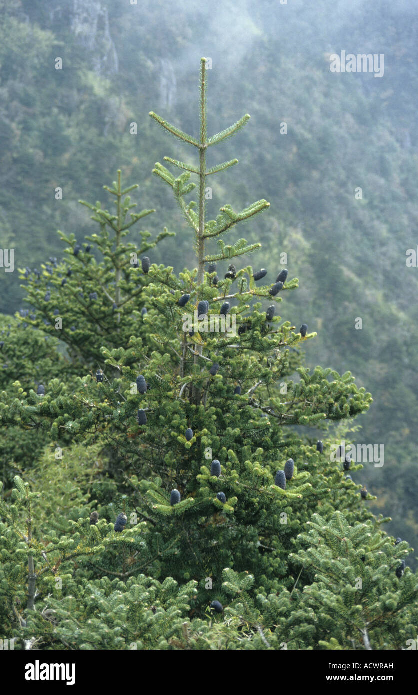 Delavay Fir Abies delavayi habit Longquan Peak Cang Shan or Marble Mountains near Dali Yunnan China Stock Photo
