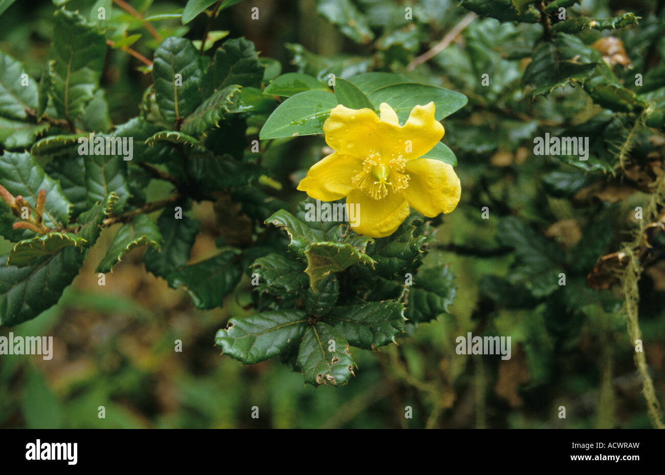 Hooker s St John s Wort Hypericum hookerianum in flower Paro Valley Western Bhutan Stock Photo