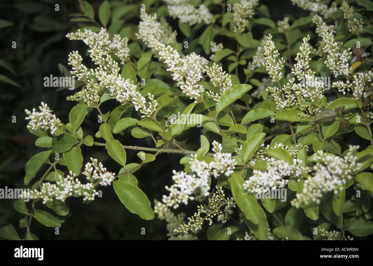 Chinese Privet Ligustrum sinense in flower Stock Photo