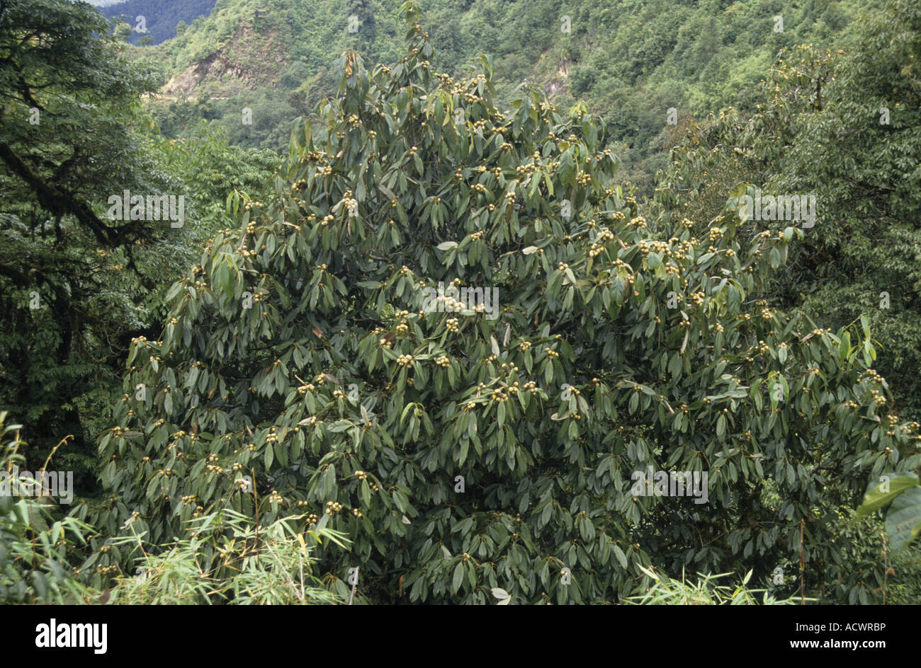 Stone Oak Lithocarpus pachyphyllus on upper eastern slopes Dochong La Western Bhutan Stock Photo