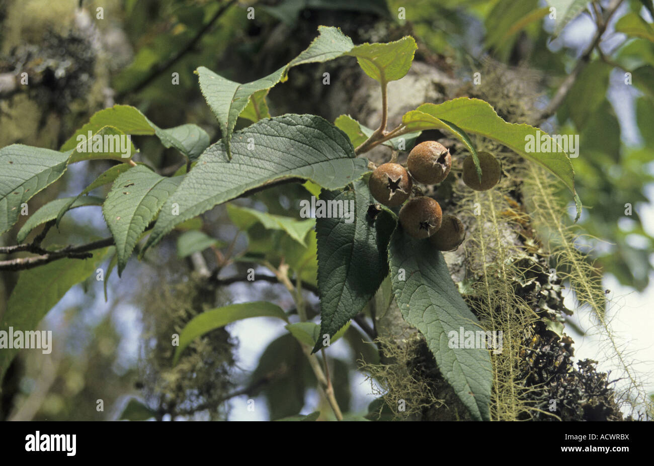 Sikkim Crab Apple Malus sikkimensis leaf and fruit Sengor Eastern Bhutan Stock Photo