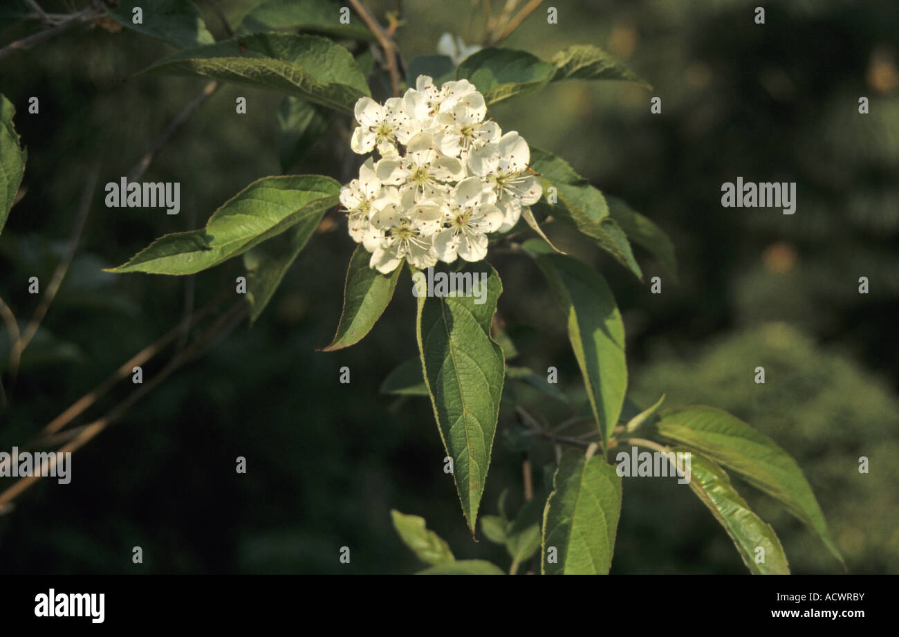 Sikkim Crab Apple Malus sikkimensis leaf and flower Stock Photo