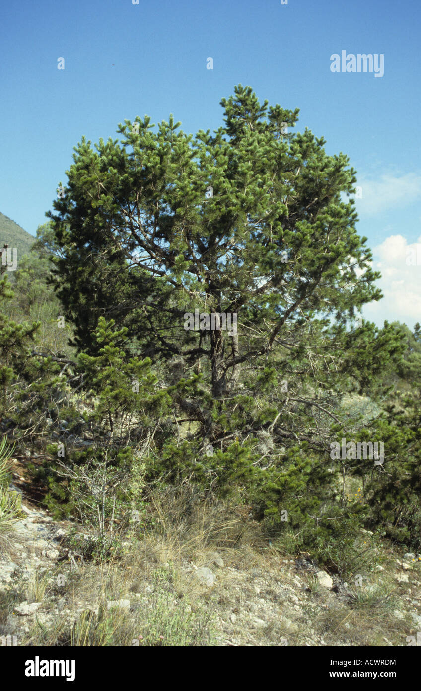 Mexican Pinyon Pine Pinus cembroides habit near Galeana Nuevo Leon Mexico Stock Photo