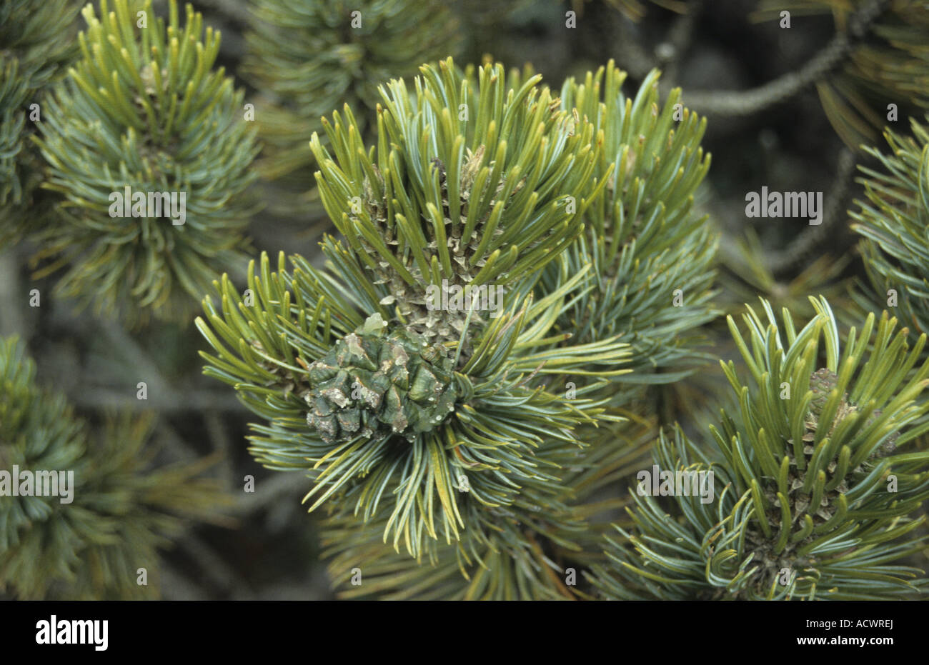 Potosi Pinyon Pinus culminicola foliage and cone growing on summit of Cerro Mexico Stock Photo