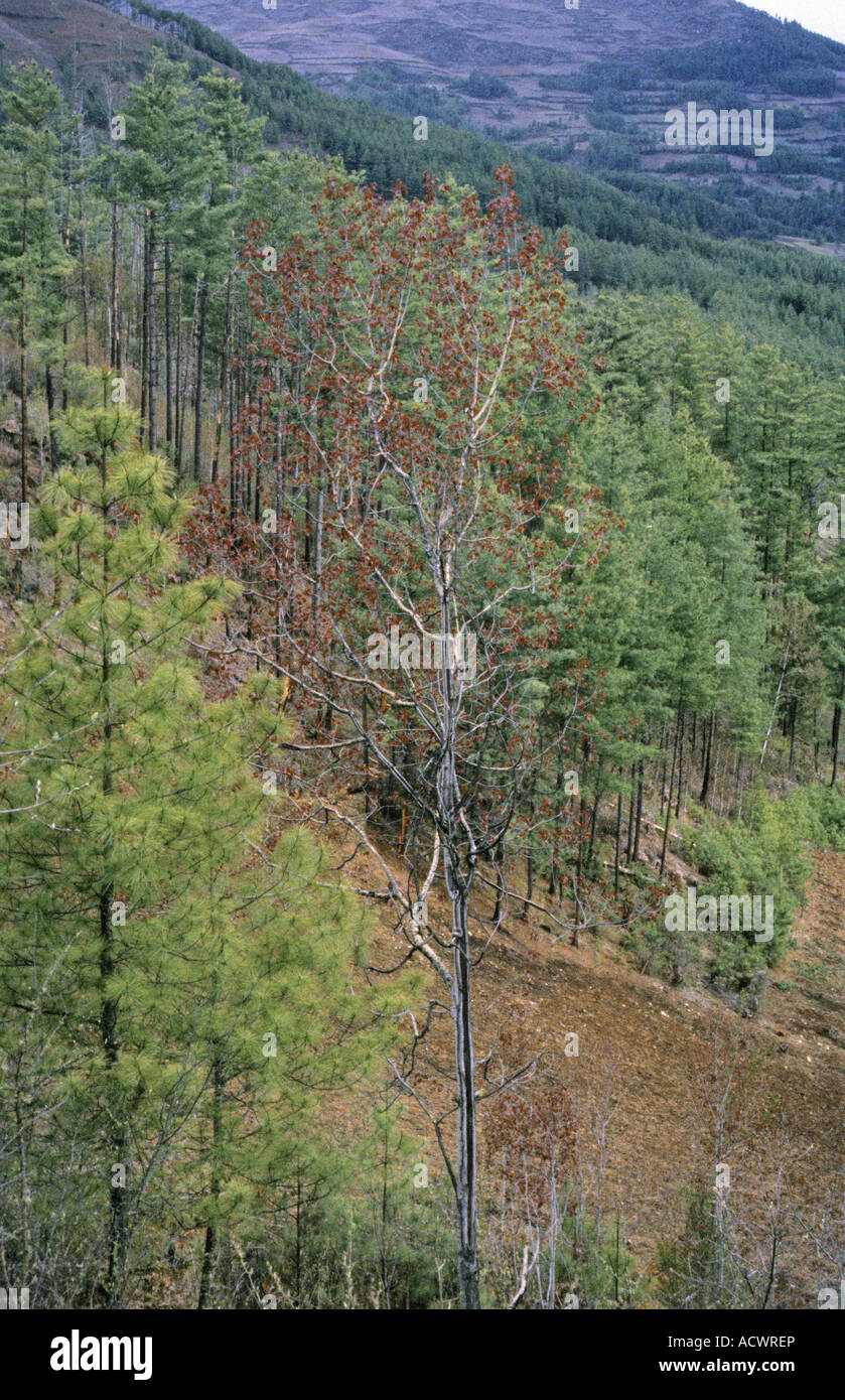 Himalayan Aspen Populus rotundifolia new foliage in midst of Blue Pine forest Bumthang Valley Eastern Bhutan Stock Photo