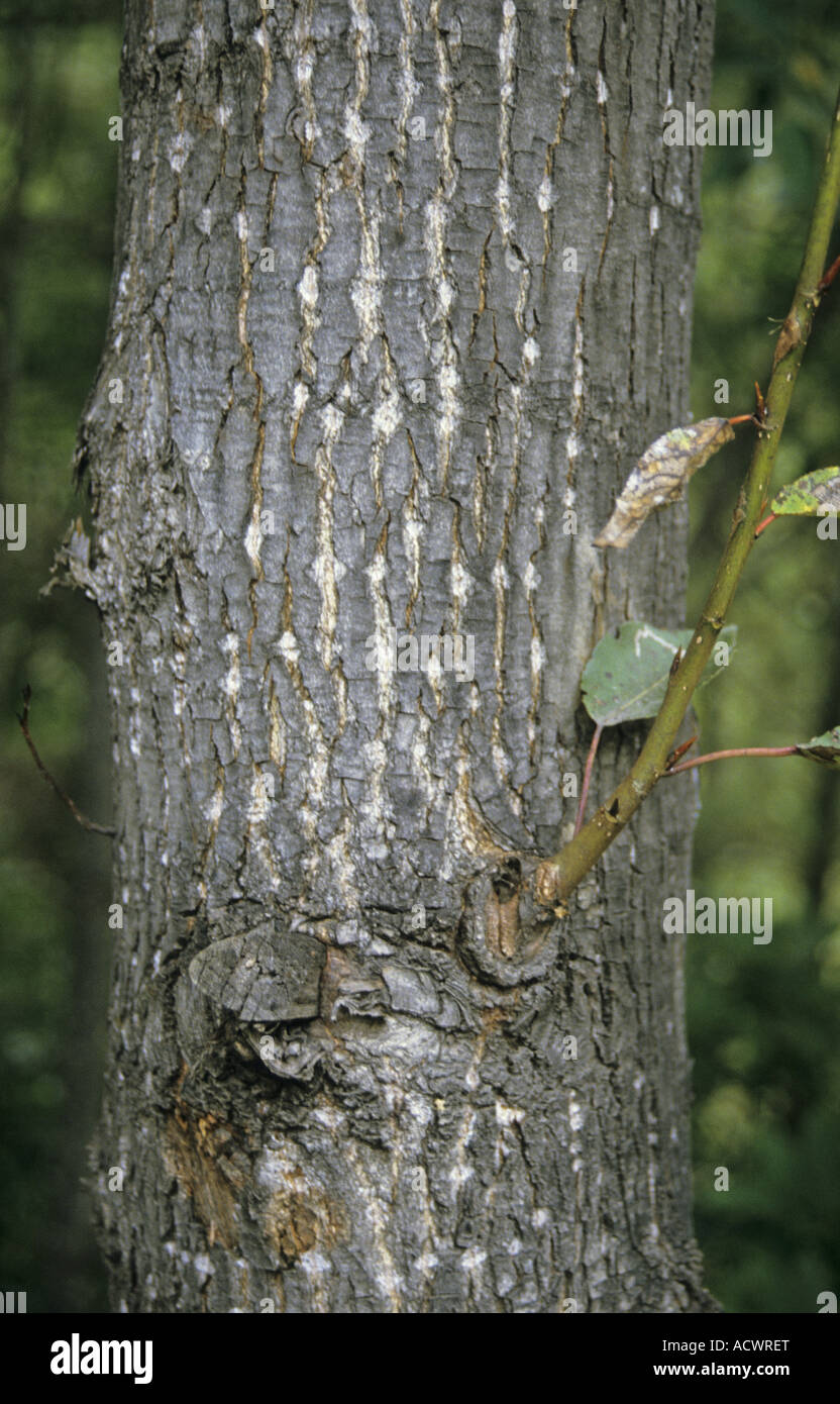 Himalayan Balsam Poplar Populus ciliata close up of bark Paro Valley Western Bhutan Stock Photo