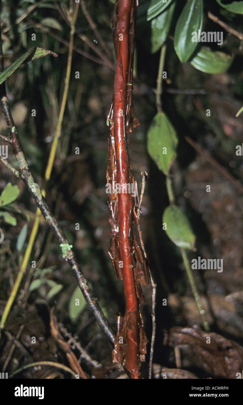 Rhododendron Rhododendron tephropeplum bark of stems middle slopes of Suoi Doi Mountain North Vietnam Stock Photo