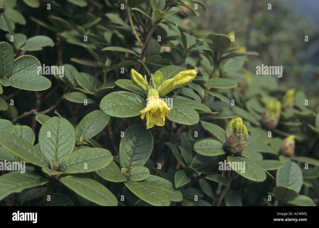 Yellow rhododendron hi-res stock photography and images - Alamy