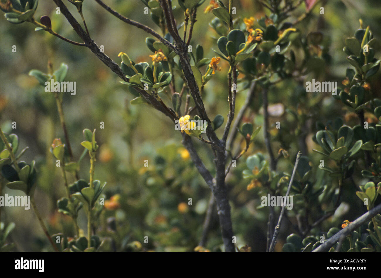 Rhododendron Rhododendron emarginatum on ridge of Fan Si Pan Lao Cai Province Tonkin Vietnam Stock Photo