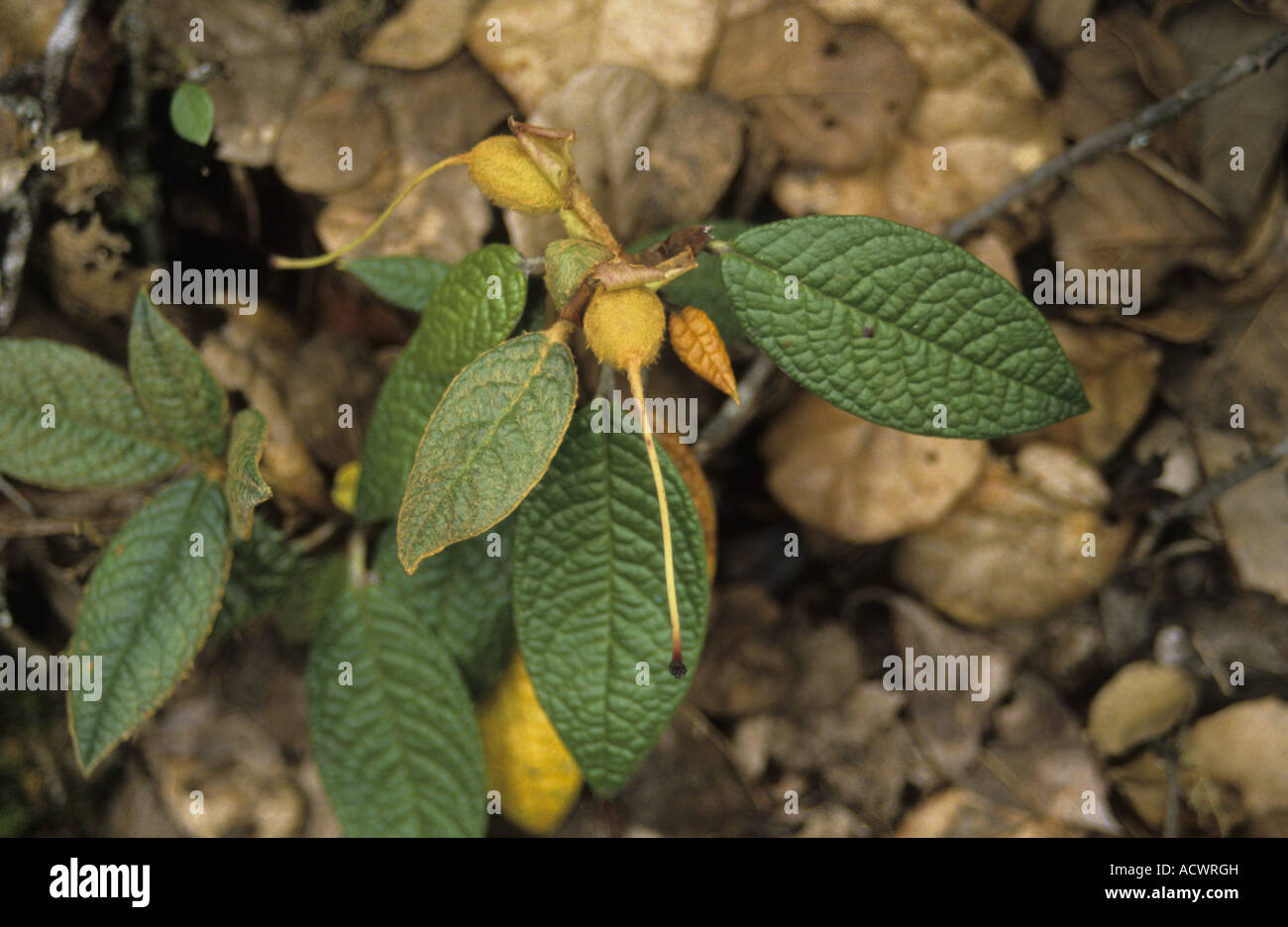 Fruit rhododendron hi-res stock photography and images - Alamy