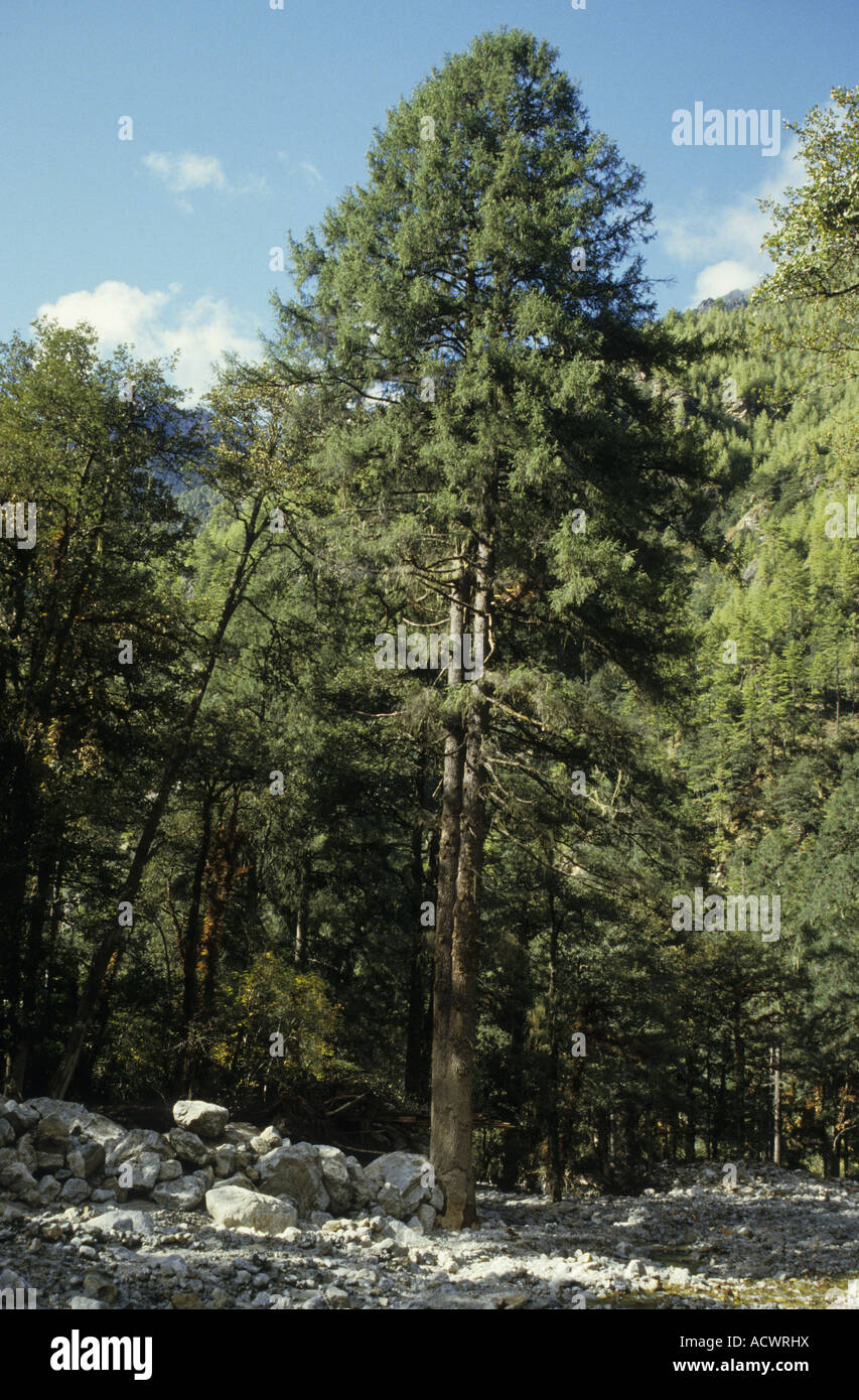 Sikkim Spruce Picea spinulosa habit growing in mixed forest Paro Chu Valley Northwest Bhutan Stock Photo