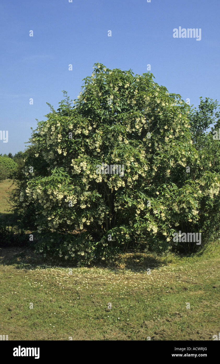 Himalayan Bladdernut Staphylea emodi habit in flower Stock Photo - Alamy