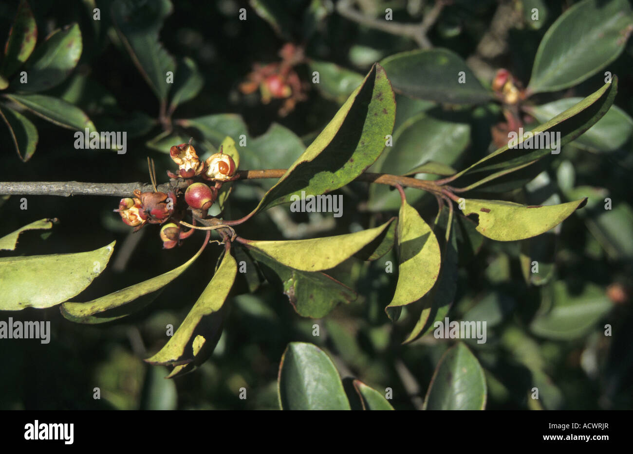 Lei Gong Teng Tripterygium wilfordii leaf and fruit west of Kunming Yunnan  China Stock Photo - Alamy