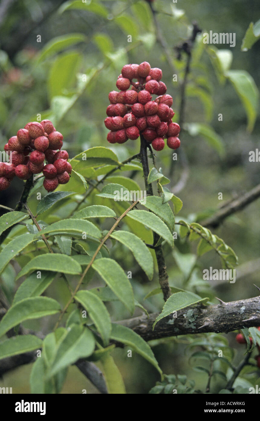 Prickly ash Zanthoxylum oxyphyllum spinous scrambling shrub in fruit Chenbedji Central Bhutan Stock Photo