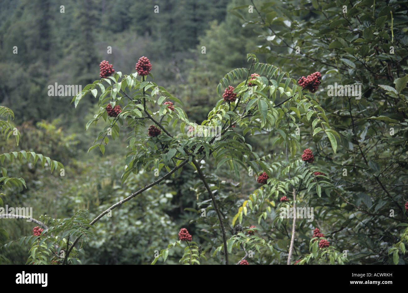 Prickly ash Zanthoxylum oxyphyllum spinous scrambling shrub in fruit Chenbedji Central Bhutan Stock Photo
