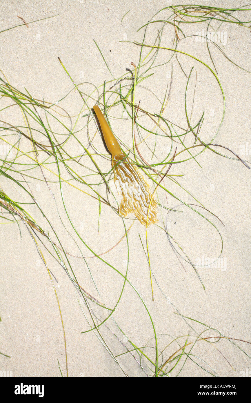 Seaweed strands in the wet sand after a wave Stock Photo Alamy