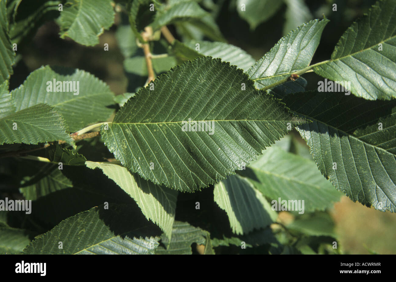 Japanese Elm Ulmus japonica leaf Stock Photo Alamy