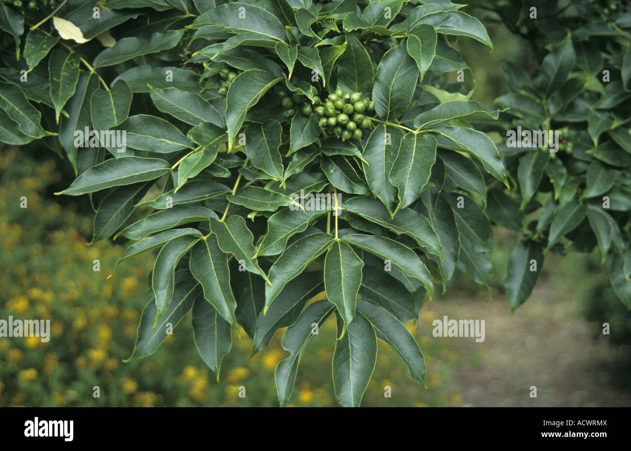 Chinese Cork Tree Phellodendron chinensis leaf and fruit Stock Photo