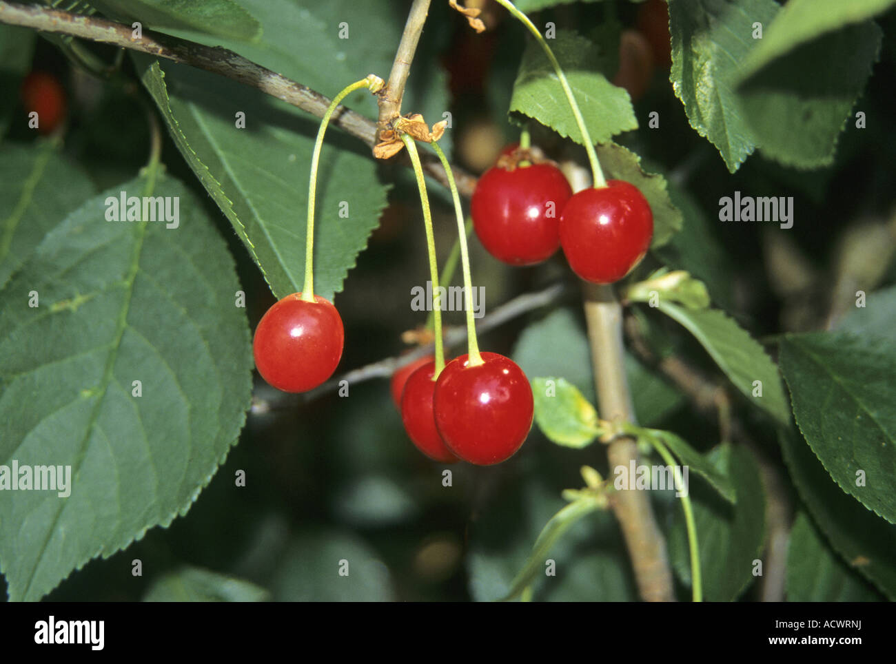 Sour Cherry Prunus cerasus fruit Stock Photo