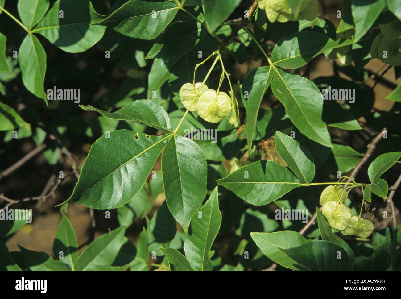 Hop Tree Ptelea trifoliata leaf Stock Photo