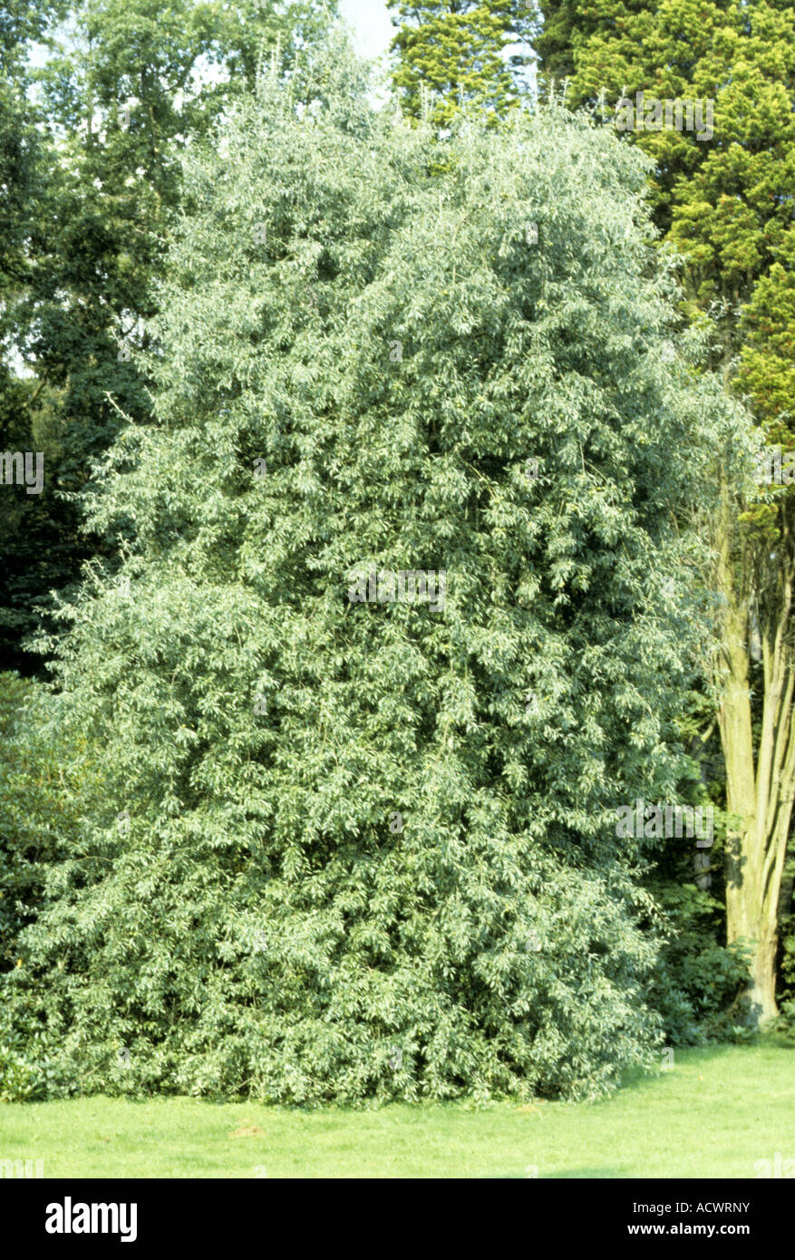 Willow leaved Pear Pyrus salicifolia Pendula Habit whole tree Stock Photo