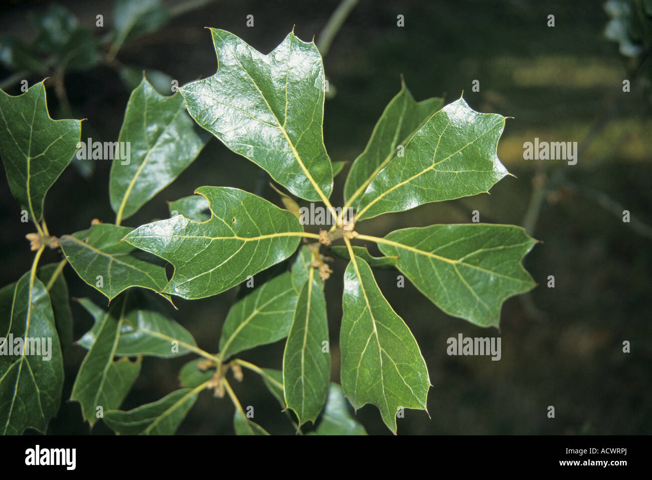 Blackjack Oak Quercus marilandica leaf Stock Photo